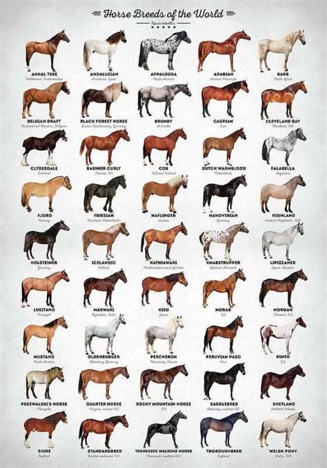 mustang horse breed chart